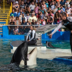 Lolita, the world's oldest captive orca at the Miami Seaquarium, one of the oldest oceanariums in the United States.